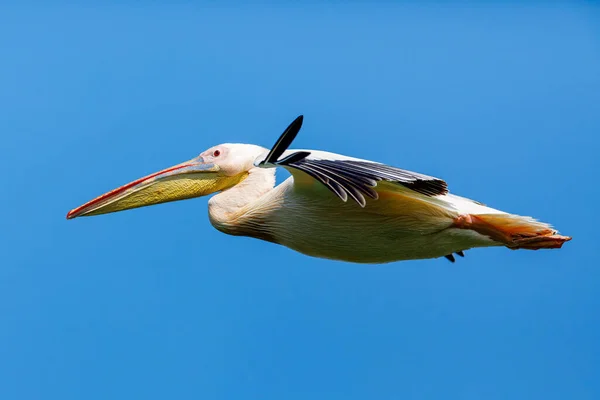 Ein Pelikan Der Wildnis Des Donaudeltas Rumänien — Stockfoto