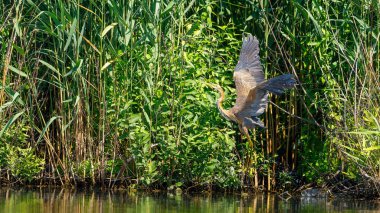Romanya 'daki Tuna Deltası' nın vahşi doğasında mor bir balıkçıl.