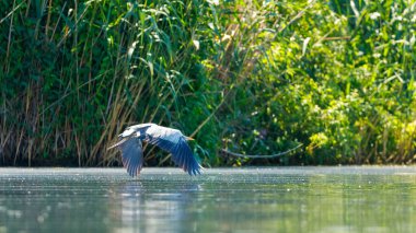 Romanya 'daki Tuna Deltası' nda gri bir balıkçıl