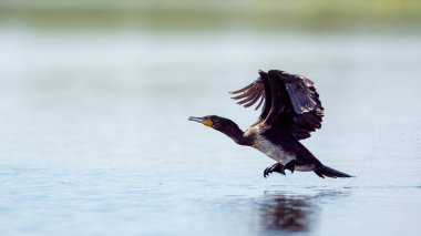 Romanya 'nın Tuna Deltasında büyük siyah karabataklar
