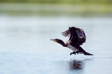 Romanya 'nın Tuna Deltasında büyük siyah karabataklar