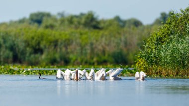 Romanya 'da Tuna Deltası' nın vahşi doğasında bir pelikan