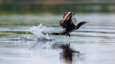 Romanya 'nın Tuna Deltasında büyük siyah karabataklar