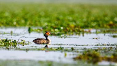 Romanya 'daki Tuna Deltası' nın bataklıklarında Büyük Tepeli Yunus