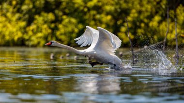 Romanya 'daki Tuna deltasının vahşi doğasında beyaz dilsiz bir kuğu.