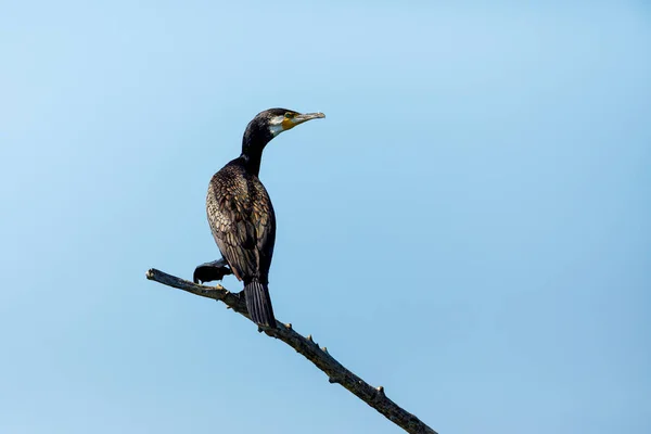 Great Black Cormorants Danube Delta Romania — Stock Photo, Image