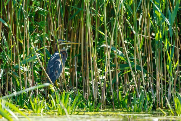 Purple Heron Wilderness Danube Delta Romania — Stock Photo, Image