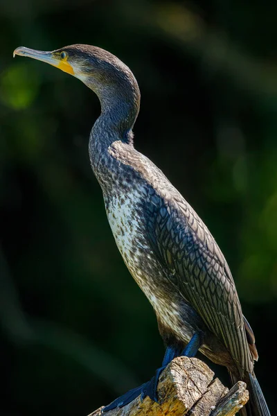 Grandi Cormorani Neri Nel Delta Del Danubio Romania — Foto Stock