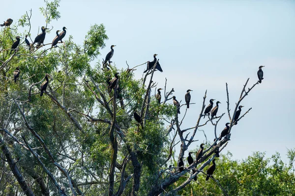 Romanya Nın Tuna Deltasında Büyük Siyah Karabataklar — Stok fotoğraf