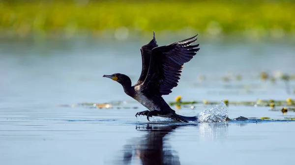 Grands Cormorans Noirs Dans Delta Danube Roumanie — Photo