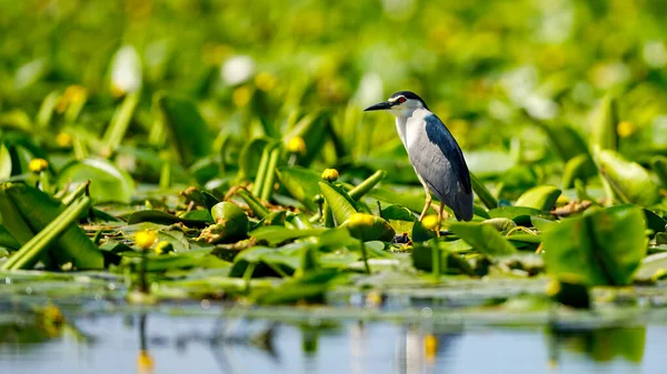 Uma Garça Noturna Deserto Delta Danúbio Romênia — Fotografia de Stock