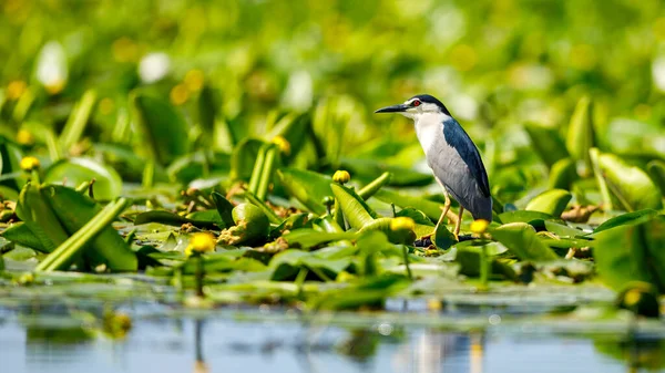 Una Garza Nocturna Desierto Del Delta Del Danubio Rumania — Foto de Stock