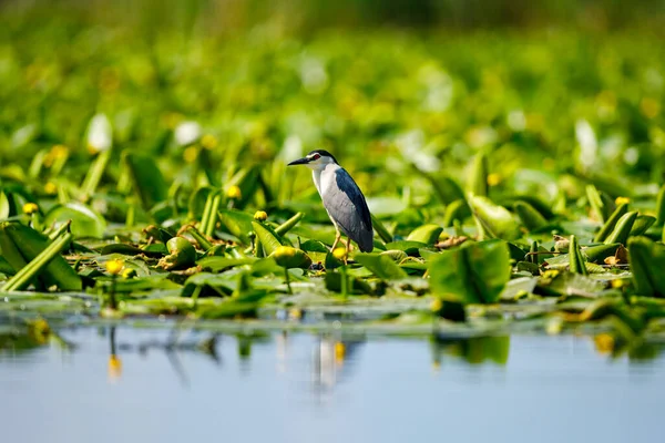 Una Garza Nocturna Desierto Del Delta Del Danubio Rumania — Foto de Stock