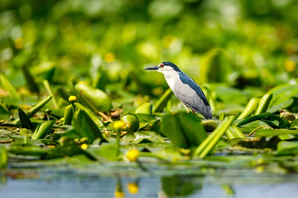 Una Garza Nocturna Desierto Del Delta Del Danubio Rumania — Foto de Stock