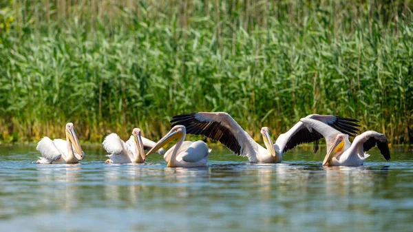 Pelicano Deserto Delta Danúbio Roménia — Fotografia de Stock