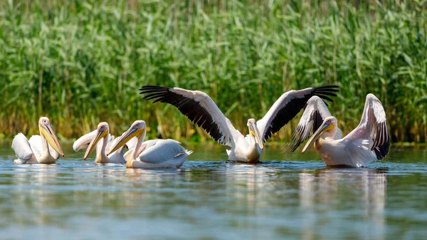 Pelicano Deserto Delta Danúbio Roménia — Fotografia de Stock