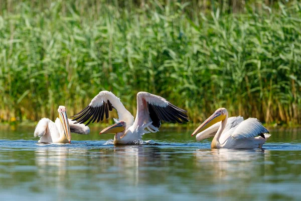 Pelicano Deserto Delta Danúbio Roménia — Fotografia de Stock