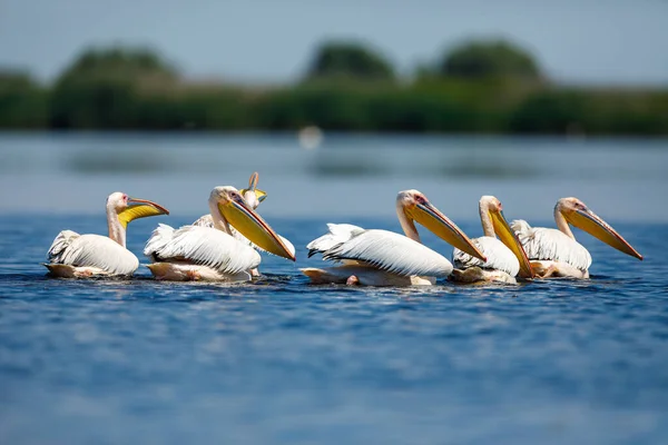 Pelicano Deserto Delta Danúbio Roménia — Fotografia de Stock