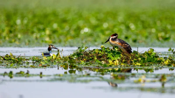 Grande Grebe Crested Nos Pântanos Delta Danúbio Romênia — Fotografia de Stock