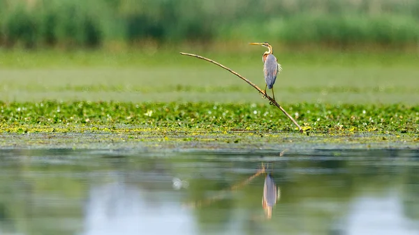 Uma Garça Roxa Deserto Delta Danúbio Romênia — Fotografia de Stock