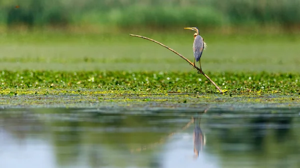 Una Garza Púrpura Desierto Del Delta Del Danubio Rumania — Foto de Stock