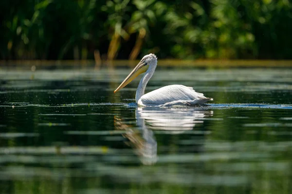 Ein Pelikan Der Wildnis Des Donaudeltas Rumänien — Stockfoto