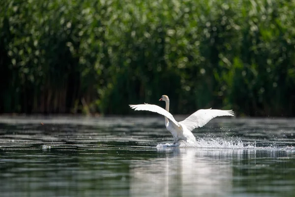 White Mute Swan Wilderness Danube Delta Romania — Stock Photo, Image