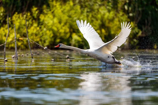 Cigno Bianco Muto Nel Deserto Del Delta Del Danubio Romania — Foto Stock