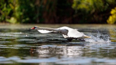 Romanya 'daki Tuna deltasının vahşi doğasında beyaz dilsiz bir kuğu.