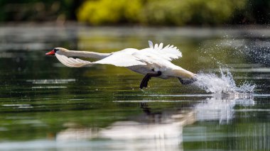 Romanya 'daki Tuna deltasının vahşi doğasında beyaz dilsiz bir kuğu.