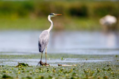 Romanya 'daki Tuna Deltası' nda gri bir balıkçıl