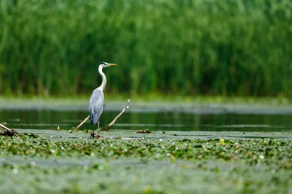 Una Garza Gris Desierto Del Delta Del Danubio Rumania — Foto de Stock