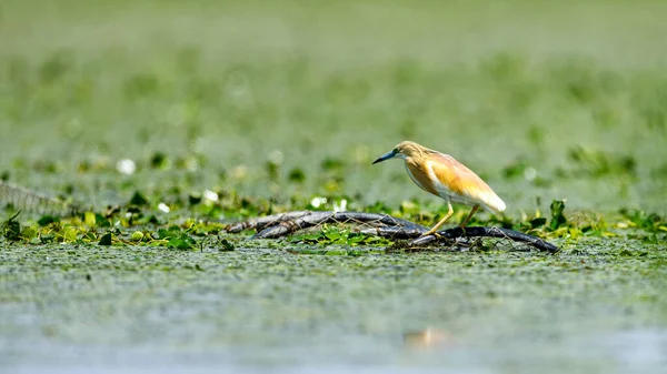 Uma Garça Lago Nos Pântanos Delta Danúbio Roménia — Fotografia de Stock