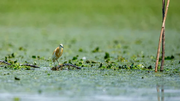 Uma Garça Lago Nos Pântanos Delta Danúbio Roménia — Fotografia de Stock