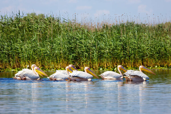 Пеликан в пустыне дельты Дуная в Румынии