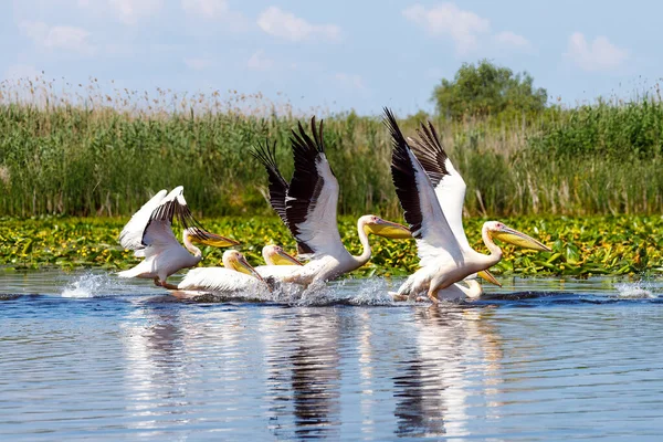 Pelicano Deserto Delta Danúbio Roménia — Fotografia de Stock