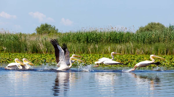 Pelicano Deserto Delta Danúbio Roménia — Fotografia de Stock