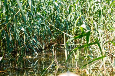 Romanya 'daki Tuna Deltası bataklıkları