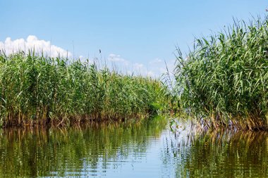 Romanya 'daki Tuna Deltası bataklıkları