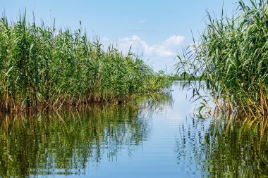 Romanya 'daki Tuna Deltası bataklıkları