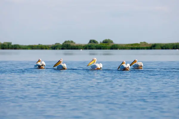 Pelicano Deserto Delta Danúbio Roménia — Fotografia de Stock