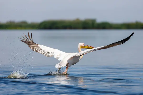 Pelican Wilderness Danube Delta Romania — Stock Photo, Image