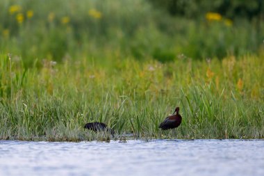 Tuna Deltasında Vahşi Ibis