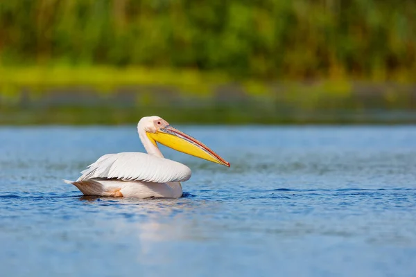 Pelican Wilderness Danube Delta Romania — Stock Photo, Image