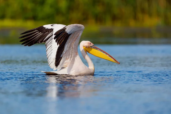 Ein Pelikan Der Wildnis Des Donaudeltas Rumänien — Stockfoto