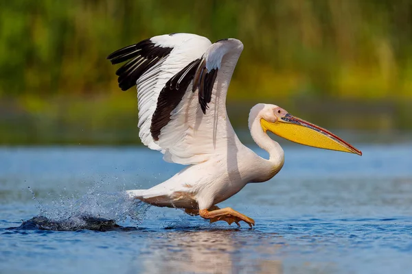 Ein Pelikan Der Wildnis Des Donaudeltas Rumänien — Stockfoto