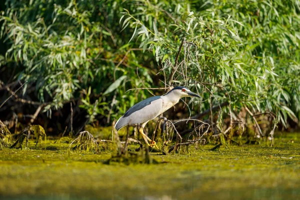 Uma Garça Noturna Deserto Delta Danúbio Romênia — Fotografia de Stock