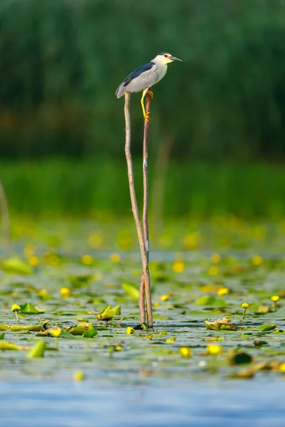 Night Heron Wilderness Danube Delta Romania — Stock Photo, Image