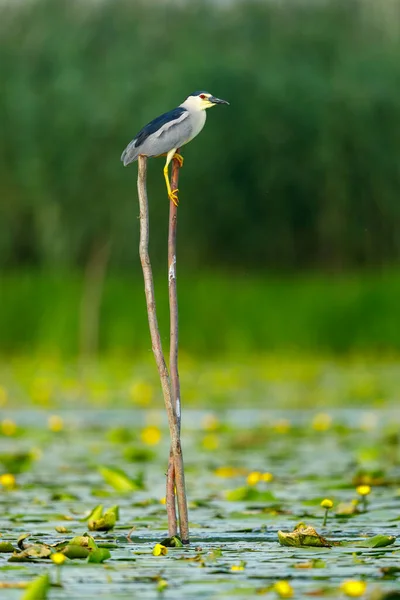 Night Heron Wilderness Danube Delta Romania — Stock Photo, Image