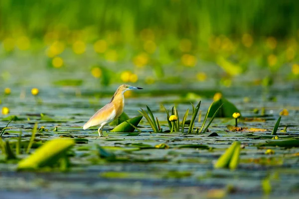 Uma Garça Lago Nos Pântanos Delta Danúbio Roménia — Fotografia de Stock